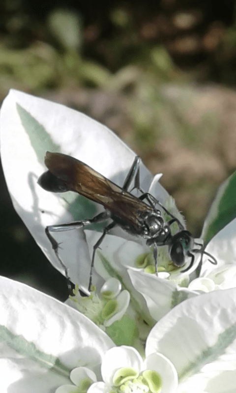 Sphecidae : Chalybion bengalense? Molto probabile.